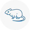 Rat Control Poynton