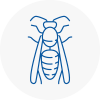 Poynton Wasp Nest Removal